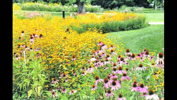 Photo provided. Example of a mature rain garden in a park.