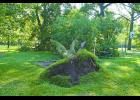 A short storm with strong winds on May 31 caused major tree damage in Winamac and the Winamac area. Trees were uprooted in the Winamac cemetery and the town park. Not only did one tree fall on a teeter-totter, breaking the board and bending the metal, but a man, who was fishing in the park, was hit by a falling limb. He was airlifted for medical treatment. The condition and the name of the man is unknown at this time.