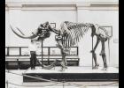 An early photograph (1917) of the Pulaski County mastodon from the memorabilia of Judge John G. Reidelbach and used in his history. This photo is from the Pulaski County Historical Museum website from the article, “The First Mastodon.”