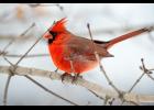 The Northern Cardinal is the state bird for seven states: Illinois, Indiana, Kentucky, North Carolina, Ohio, Virginia, and West Virginia.